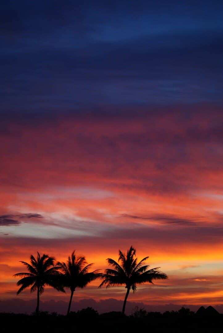 Several Trees During Sunset Image.