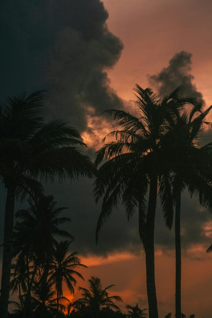 A Group of Palm Trees Image.